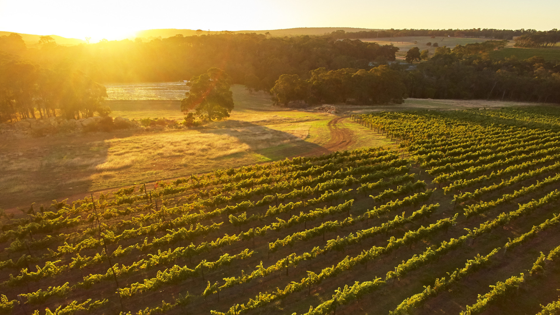 Margaret-River-vinyard