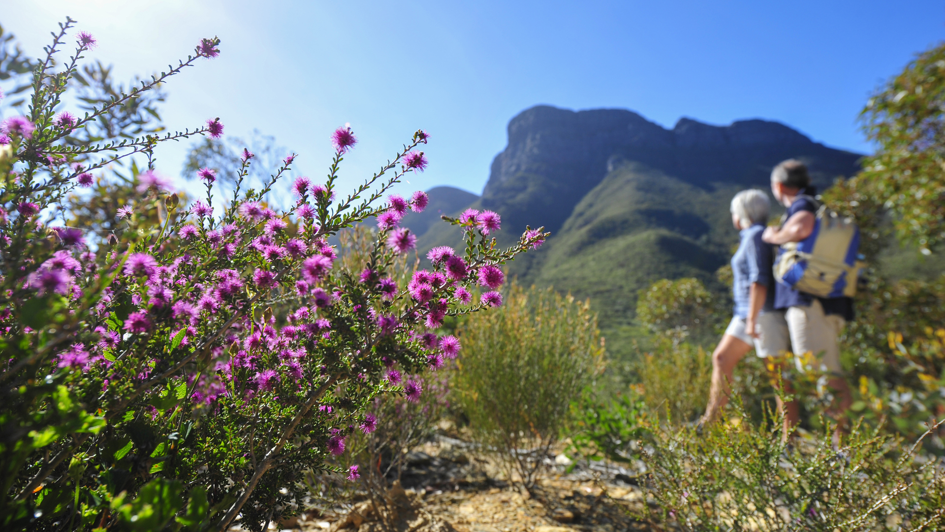 OS-Experience-Western-Wildflowers-Discovery-Stirling-Ranges-9