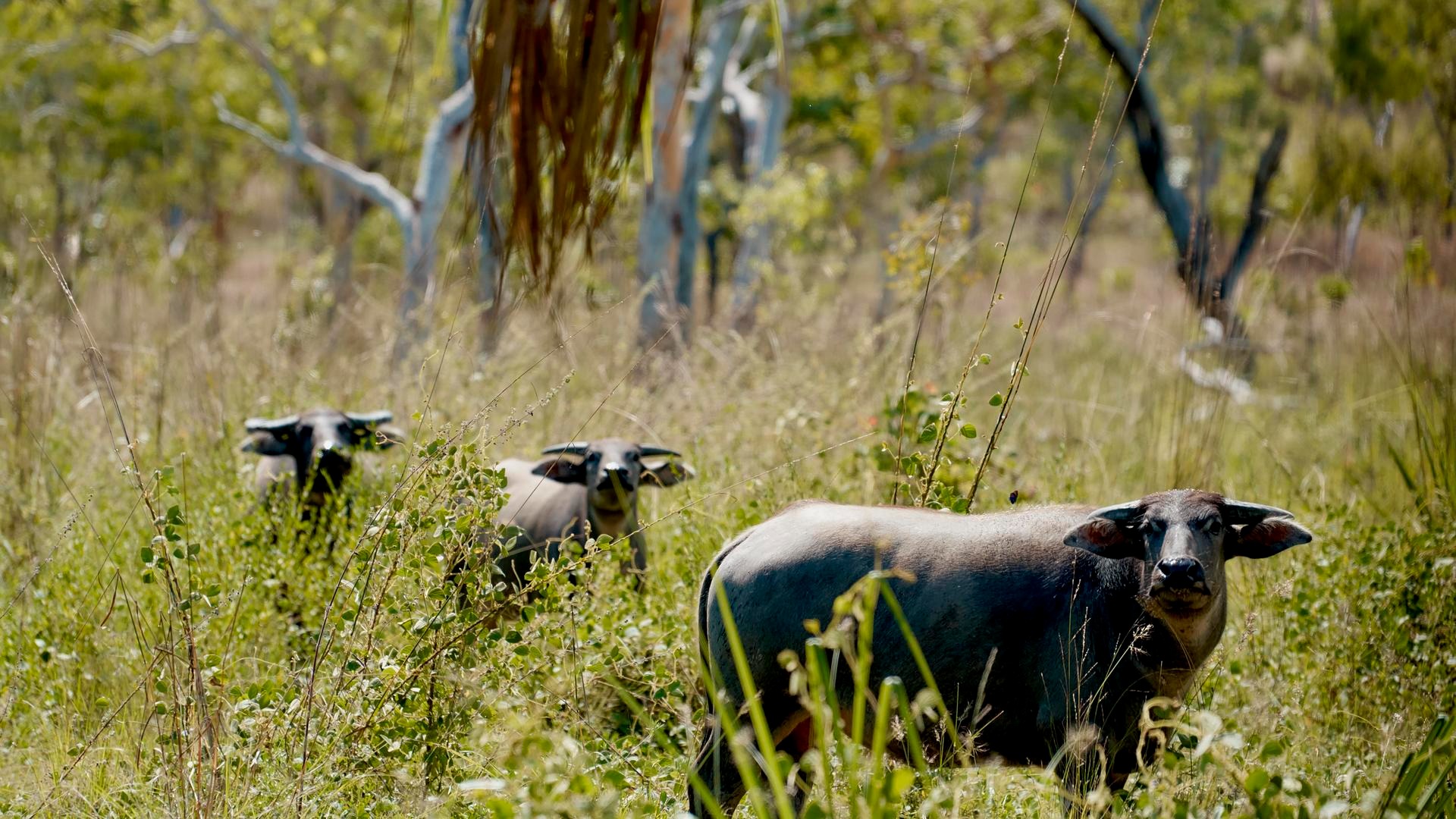 OS-Arnhem-Land-Murwangi-Arafura-Swamp-Buffalo-11