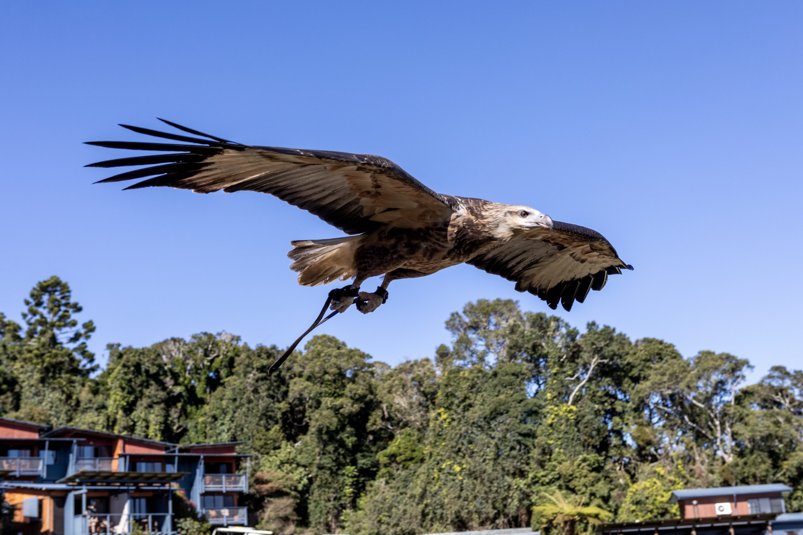 147764-2021_GC_Canungra_LamingtonNationalPark_OreillysRainforestRetreat_MarcLlewellyn_170A7523-6-scaled